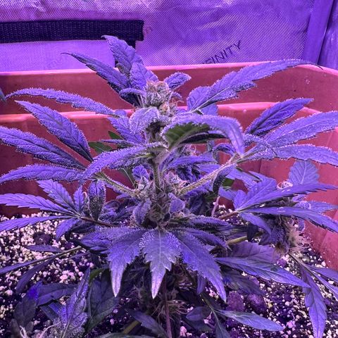 Bobby D’s Zkittlez growlog timeline photo