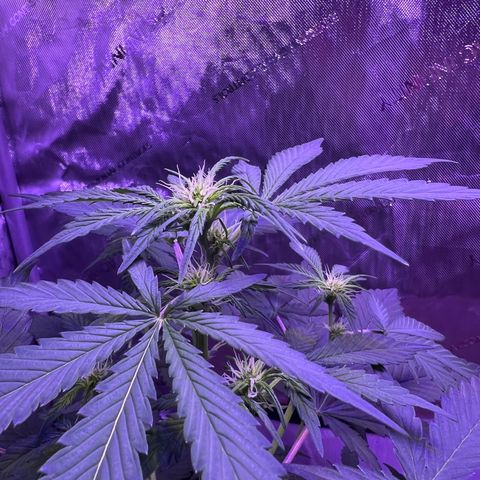 Bobby D’s Zkittlez growlog timeline photo