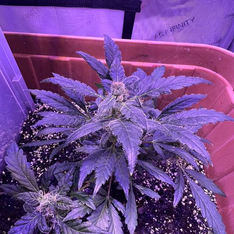 Bobby D’s Zkittlez growlog timeline photo