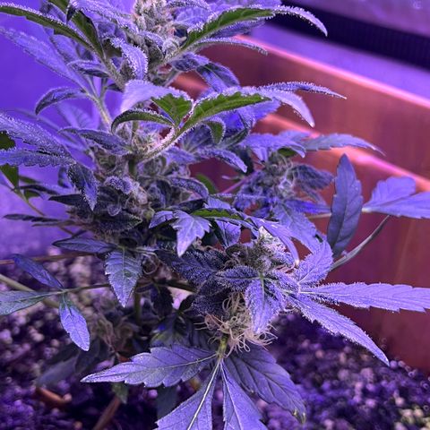 Bobby D’s Zkittlez growlog timeline photo