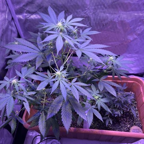 Bobby D’s Zkittlez growlog timeline photo