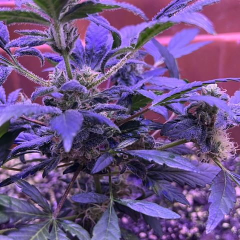 Bobby D’s Zkittlez growlog timeline photo