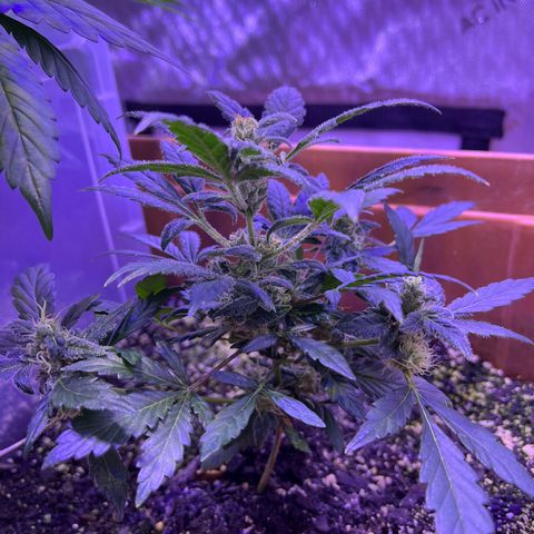 Bobby D’s Zkittlez growlog timeline photo