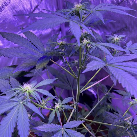 Bobby D’s Zkittlez growlog timeline photo