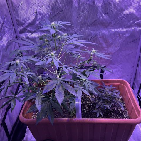 Bobby D’s Zkittlez growlog timeline photo