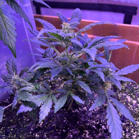 Bobby D’s Zkittlez growlog timeline photo