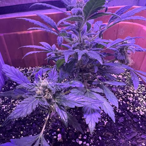 Bobby D’s Zkittlez growlog photo: Left plant (Skittlez) is growing big and fast. Starting to overtake the Incredible. I have a plastic lid separating the two plants but should probably get something to separate them more. Glad the plants have gotten this far along in such good shape. More updates to come