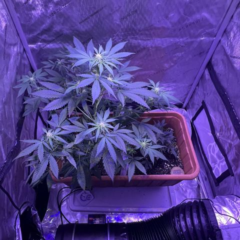 Bobby D’s Zkittlez growlog photo: Left plant (Skittlez) is growing big and fast. Starting to overtake the Incredible. I have a plastic lid separating the two plants but should probably get something to separate them more. Glad the plants have gotten this far along in such good shape. More updates to come