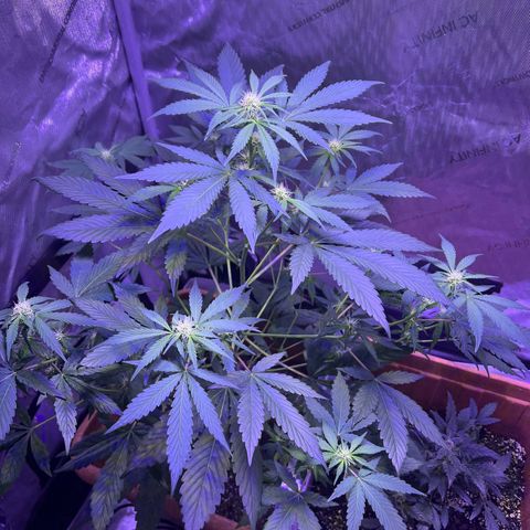 Bobby D’s Zkittlez growlog photo: Left plant (Skittlez) is growing big and fast. Starting to overtake the Incredible. I have a plastic lid separating the two plants but should probably get something to separate them more. Glad the plants have gotten this far along in such good shape. More updates to come