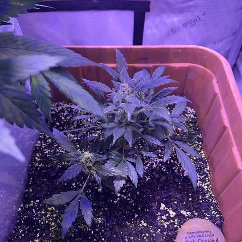 Bobby D’s Zkittlez growlog photo: Left plant (Skittlez) is growing big and fast. Starting to overtake the Incredible. I have a plastic lid separating the two plants but should probably get something to separate them more. Glad the plants have gotten this far along in such good shape. More updates to come