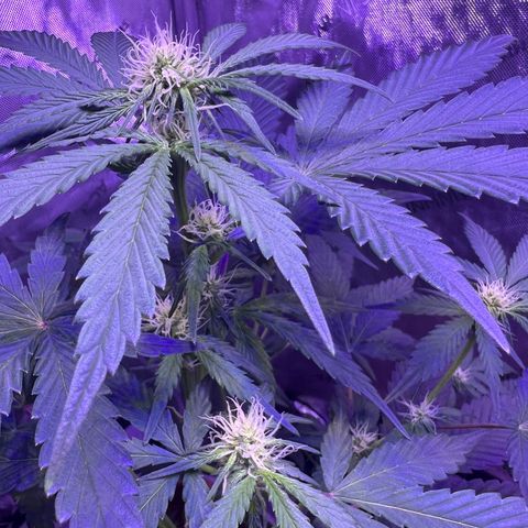 Bobby D’s Zkittlez growlog photo: Left plant (Skittlez) is growing big and fast. Starting to overtake the Incredible. I have a plastic lid separating the two plants but should probably get something to separate them more. Glad the plants have gotten this far along in such good shape. More updates to come