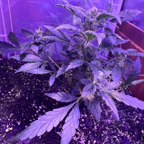 Bobby D’s Zkittlez growlog photo: Left plant (Skittlez) is growing big and fast. Starting to overtake the Incredible. I have a plastic lid separating the two plants but should probably get something to separate them more. Glad the plants have gotten this far along in such good shape. More updates to come