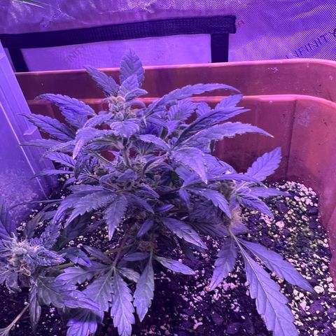 Bobby D’s Zkittlez growlog photo: Left plant (Skittlez) is growing big and fast. Starting to overtake the Incredible. I have a plastic lid separating the two plants but should probably get something to separate them more. Glad the plants have gotten this far along in such good shape. More updates to come