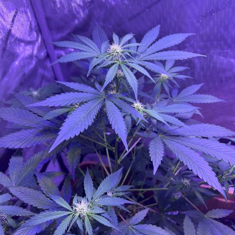 Bobby D’s Zkittlez growlog photo: Left plant (Skittlez) is growing big and fast. Starting to overtake the Incredible. I have a plastic lid separating the two plants but should probably get something to separate them more. Glad the plants have gotten this far along in such good shape. More updates to come