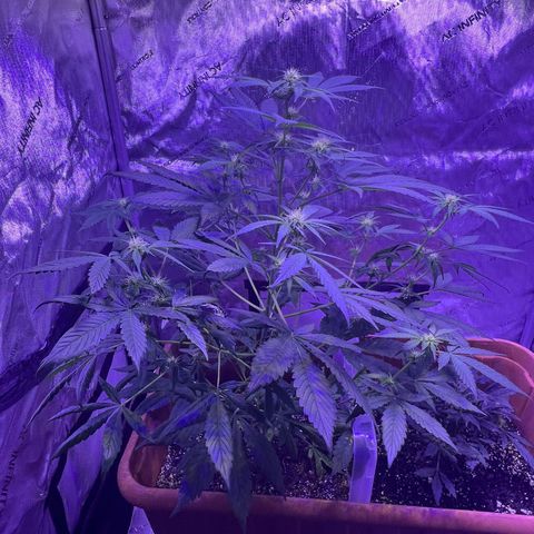Bobby D’s Zkittlez growlog photo: Left plant (Skittlez) is growing big and fast. Starting to overtake the Incredible. I have a plastic lid separating the two plants but should probably get something to separate them more. Glad the plants have gotten this far along in such good shape. More updates to come
