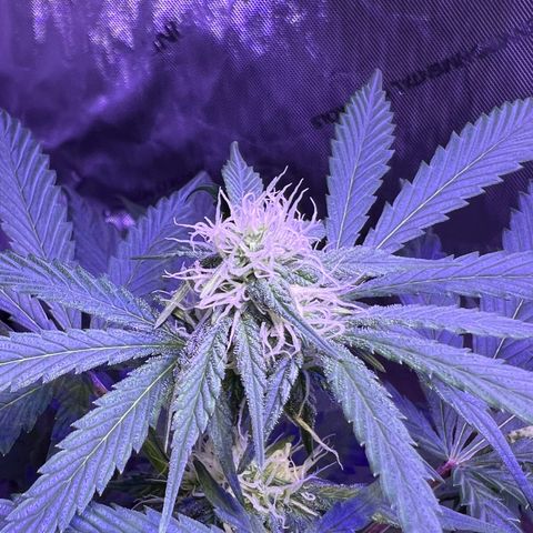 Bobby D’s Zkittlez growlog timeline photo