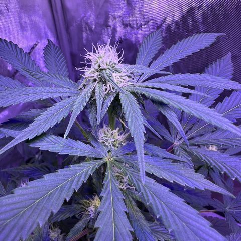 Bobby D’s Zkittlez growlog timeline photo