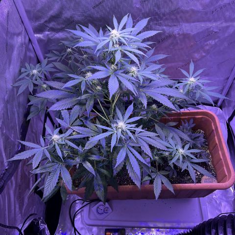 Bobby D’s Zkittlez growlog timeline photo