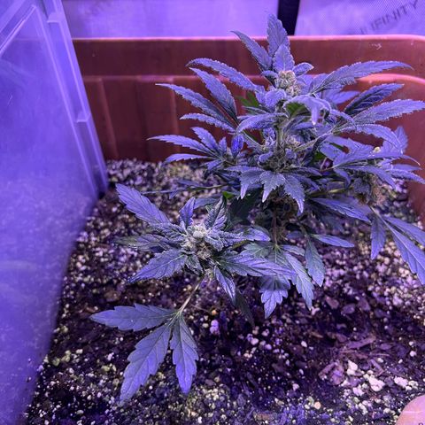 Bobby D’s Zkittlez growlog timeline photo