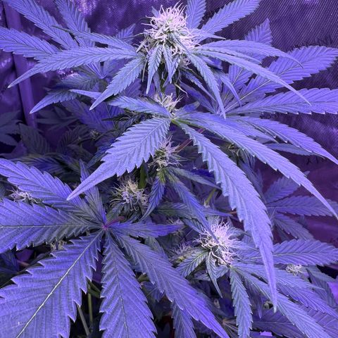 Bobby D’s Zkittlez growlog timeline photo