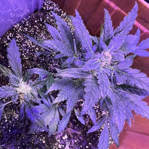 Bobby D’s Zkittlez growlog timeline photo