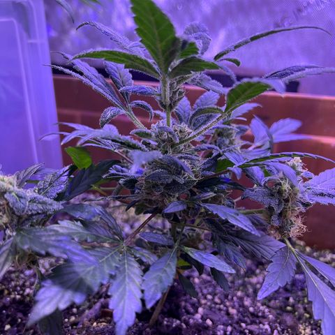 Bobby D’s Zkittlez growlog timeline photo