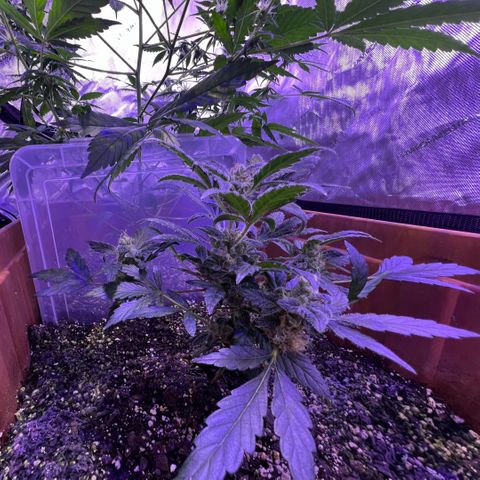 Bobby D’s Zkittlez growlog timeline photo