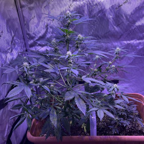 Bobby D’s Zkittlez growlog timeline photo