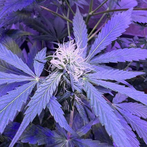 Bobby D’s Zkittlez growlog timeline photo