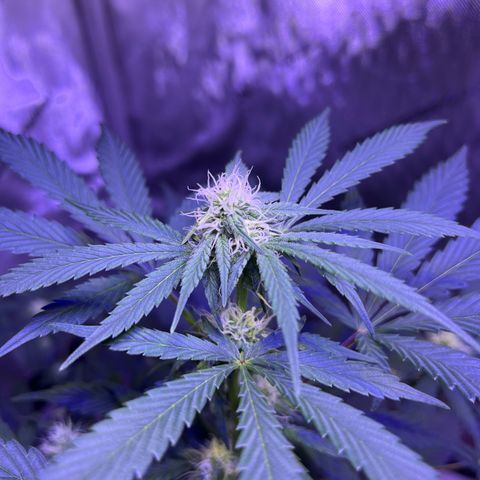 Bobby D’s Zkittlez growlog timeline photo