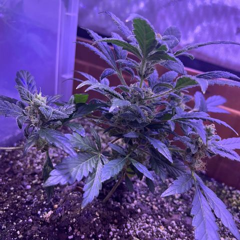 Bobby D’s Zkittlez growlog photo: Continuing the great growth with Skittlez. The Incredible is still hanging on. Starting to water the plants 2 times a week and hope it helps with the budding process. Can’t wait to try these buds!