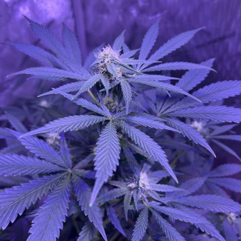 Bobby D’s Zkittlez growlog photo: Continuing the great growth with Skittlez. The Incredible is still hanging on. Starting to water the plants 2 times a week and hope it helps with the budding process. Can’t wait to try these buds!