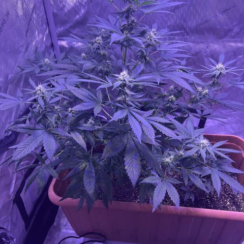 Bobby D’s Zkittlez growlog photo: Continuing the great growth with Skittlez. The Incredible is still hanging on. Starting to water the plants 2 times a week and hope it helps with the budding process. Can’t wait to try these buds!