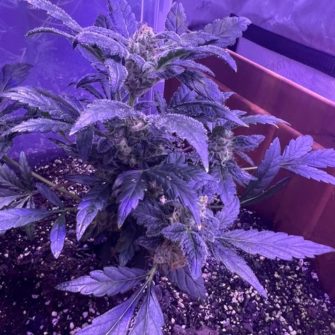 Bobby D’s Zkittlez growlog photo: Continuing the great growth with Skittlez. The Incredible is still hanging on. Starting to water the plants 2 times a week and hope it helps with the budding process. Can’t wait to try these buds!