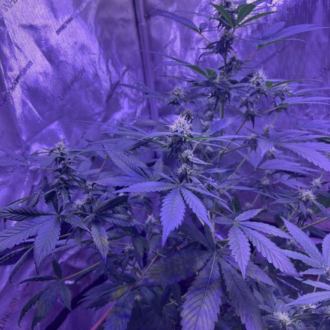 Bobby D’s Zkittlez growlog photo: Continuing the great growth with Skittlez. The Incredible is still hanging on. Starting to water the plants 2 times a week and hope it helps with the budding process. Can’t wait to try these buds!