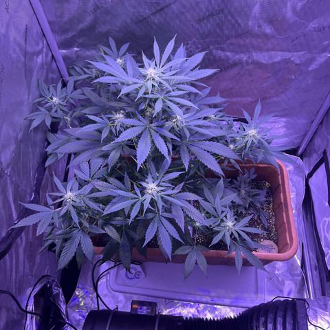 Bobby D’s Zkittlez growlog photo: Continuing the great growth with Skittlez. The Incredible is still hanging on. Starting to water the plants 2 times a week and hope it helps with the budding process. Can’t wait to try these buds!