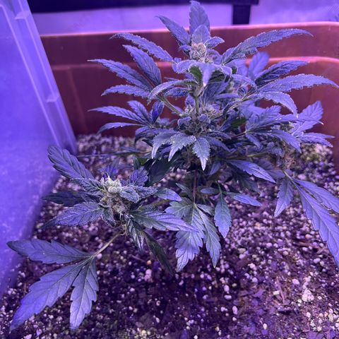 Bobby D’s Zkittlez growlog photo: Continuing the great growth with Skittlez. The Incredible is still hanging on. Starting to water the plants 2 times a week and hope it helps with the budding process. Can’t wait to try these buds!