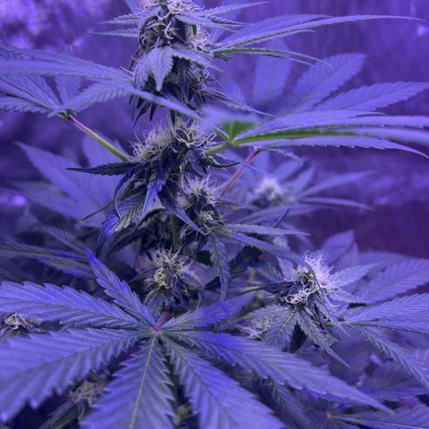 Bobby D’s Zkittlez growlog timeline photo
