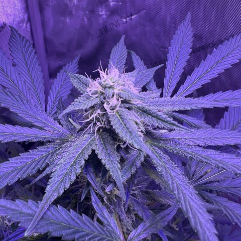 Bobby D’s Zkittlez growlog photo: Happy 4/20!
