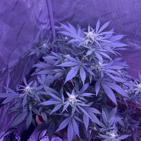 Bobby D’s Zkittlez growlog photo: Happy 4/20!