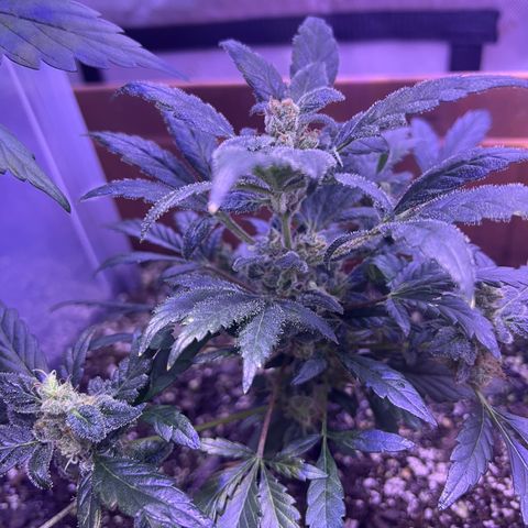 Bobby D’s Zkittlez growlog photo: Happy 4/20!
