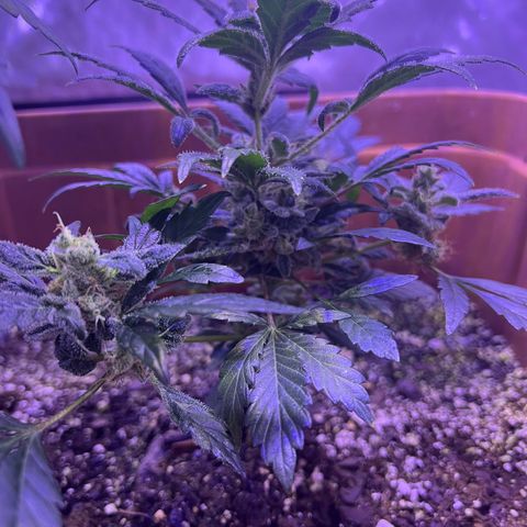 Bobby D’s Zkittlez growlog photo: Happy 4/20!