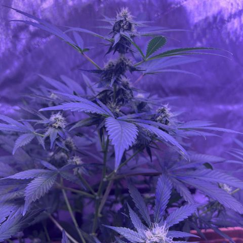 Bobby D’s Zkittlez growlog photo: Happy 4/20!