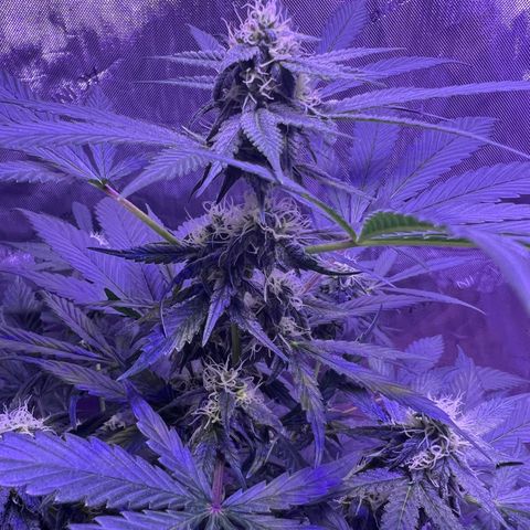 Bobby D’s Zkittlez growlog photo: Happy 4/20!