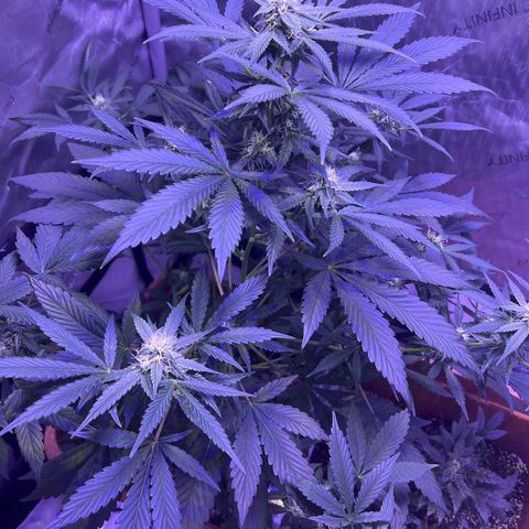 Bobby D’s Zkittlez growlog photo: Happy 4/20!