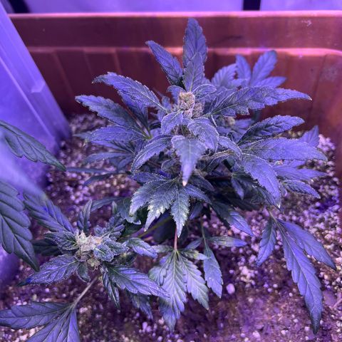 Bobby D’s Zkittlez growlog timeline photo