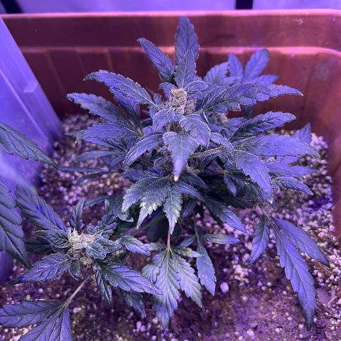 Bobby D’s Zkittlez growlog timeline photo
