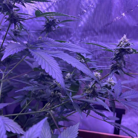 Bobby D’s Zkittlez growlog timeline photo
