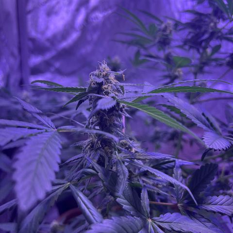 Bobby D’s Zkittlez growlog timeline photo