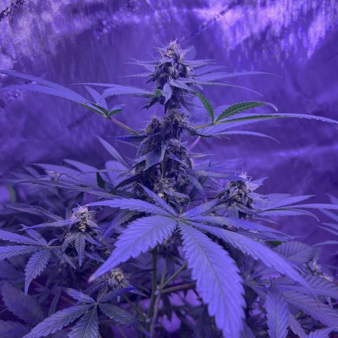 Bobby D’s Zkittlez growlog timeline photo